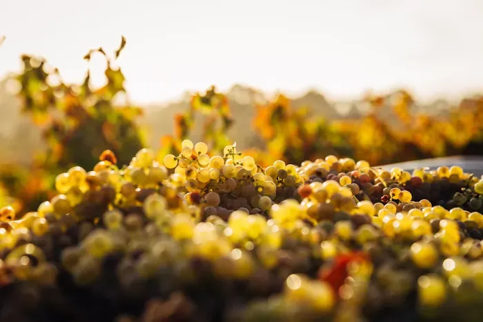 vignes